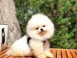 Yavru Patiler Güvencesi Ile Yeni Gelen Tedybear Pomeranian