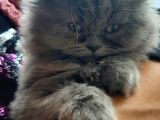 British Longhair 2 Aylik