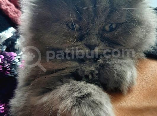 British Longhair 2 Aylik görsel