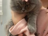 British Longhair 2 Aylik
