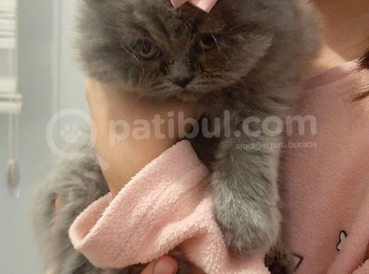 British Longhair 2 Aylik görsel