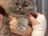 British Longhair 2 Aylik