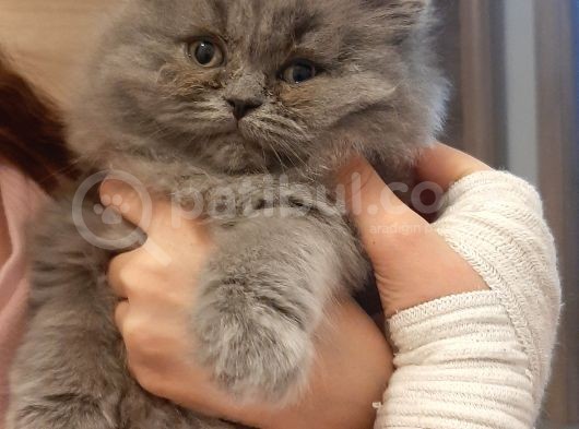 British Longhair 2 Aylik görsel