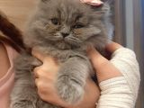 British LongHair 2 Aylik