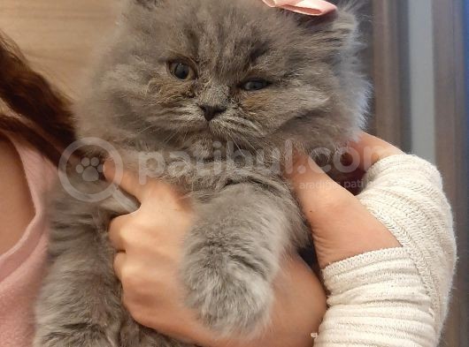 British Longhair 2 Aylik
