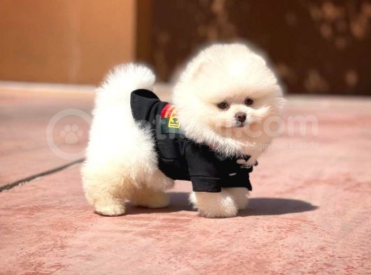 Yavru Patiler Güvencesi Ile Yeni Gelen Tedybear Pomeranian görsel