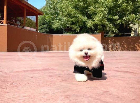Yavru Patiler Güvencesi Ile Yeni Gelen Tedybear Pomeranian