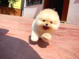 Yavru Patiler Güvencesi Ile Yeni Gelen Tedybear Pomeranian