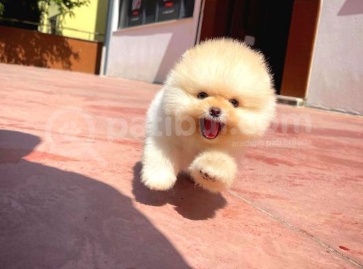 Yavru Patiler Güvencesi Ile Yeni Gelen Tedybear Pomeranian görsel