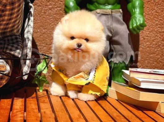 Yavru Patiler Güvencesi Ile Yeni Gelen Tedybear Pomeranian görsel