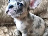 Blue Gri Merle Mavi Gözlü Safkan Orjinal Garantili
