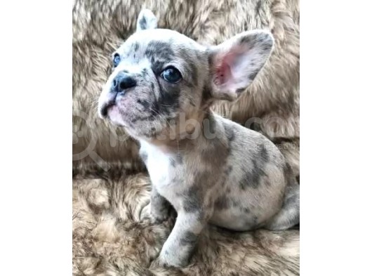 Blue Gri Merle Mavi Gözlü Safkan Orjinal Garantili