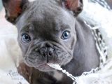 Blue Gri Merle Mavi Gözlü Safkan Orjinal Garantili