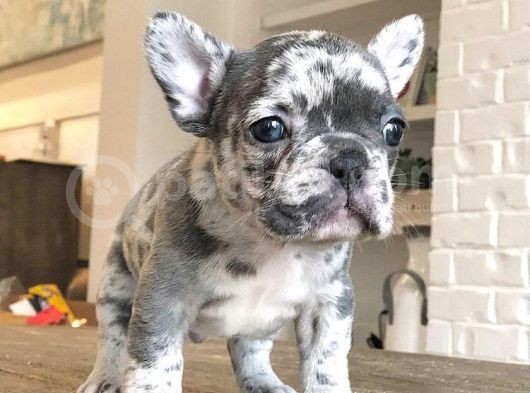 Blue Gri Merle Mavi Gözlü Safkan Orjinal Garantili görsel