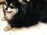 3 Yaş Dişi Pomerian Teddybear Blacktan