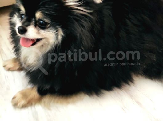 3 Yaş Dişi Pomerian Teddybear Blacktan görsel