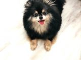 3 Yaş Dişi Pomerian Teddybear Blacktan