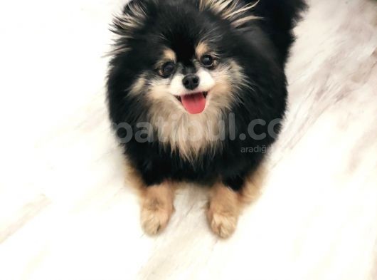 3 Yaş Dişi Pomerian Teddybear Blacktan