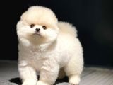 Mini Boy Pomeranian Boo Yavrularımız