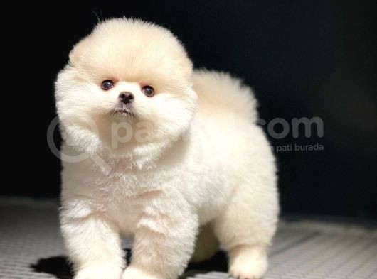 Mini Boy Pomeranian Boo Yavrularımız görsel