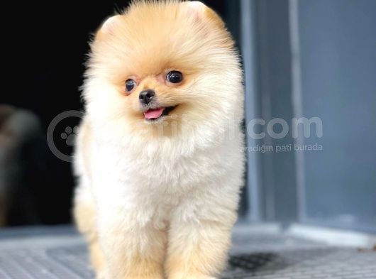 Teddy Bear Ayı Surat Yavrularımız görsel