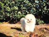 Teddy Bear Ayı Surat Yavrularımız