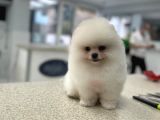 Üst Kali̇te Karbeyaz Pomerani̇an Boo Bebekler  Si̇zi̇ Bekli̇yor
