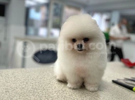 Üst Kali̇te Karbeyaz Pomerani̇an Boo Bebekler  Si̇zi̇ Bekli̇yor görsel