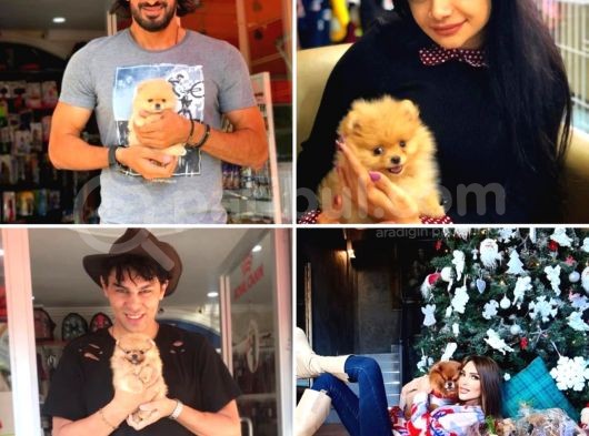 Irk Ve Sağlık Garantili Pomeranian Boo Yavrularımız görsel