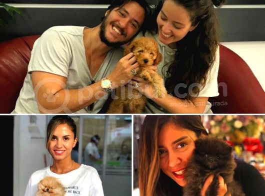 Yavru Patiler Farkı İle Pomeranian Boo Yavrularımız görsel