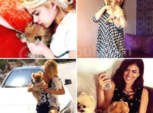 Teddy Bear Ayı Surat Yavrularımız görsel
