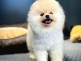 Çocuklarla Anlaşabilen Irk Pomeranian Boo Yavrularımız