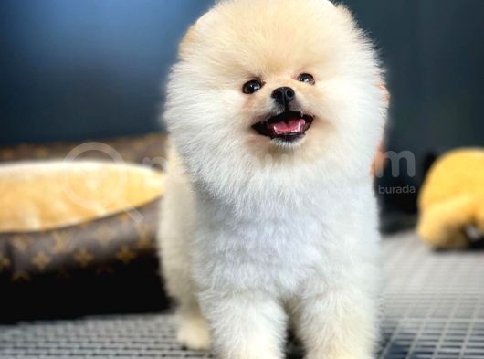 Çocuklarla Anlaşabilen Irk Pomeranian Boo Yavrularımız görsel