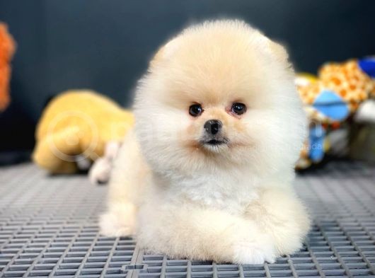 Çocuklarla Anlaşabilen Irk Pomeranian Boo Yavrularımız