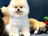Çocuklarla Anlaşabilen Irk Pomeranian Boo Yavrularımız