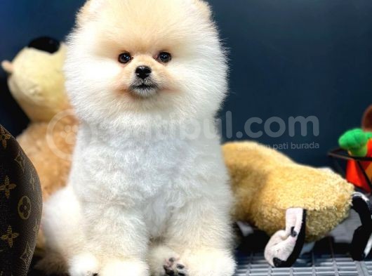 Çocuklarla Anlaşabilen Irk Pomeranian Boo Yavrularımız görsel