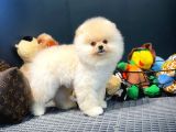 Çocuklarla Anlaşabilen Irk Pomeranian Boo Yavrularımız