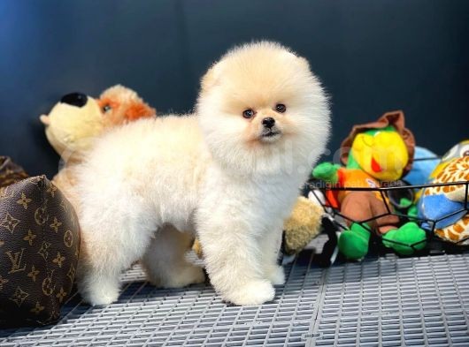 Çocuklarla Anlaşabilen Irk Pomeranian Boo Yavrularımız görsel
