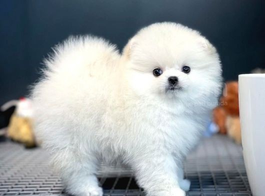 Teddy Bear Ayı Surat Yavrularımız görsel