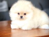 Çocuklarla Anlaşabilen Irk, Pomeranian Boo Yavrularımız