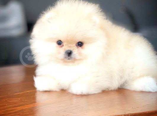 Çocuklarla Anlaşabilen Irk, Pomeranian Boo Yavrularımız görsel