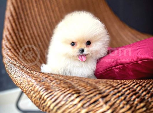 Çocuklarla Anlaşabilen Irk, Pomeranian Boo Yavrularımız
