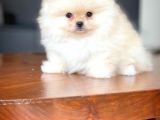 Çocuklarla Anlaşabilen Irk, Pomeranian Boo Yavrularımız