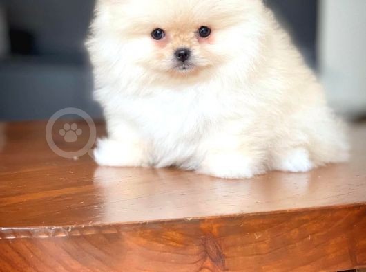 Çocuklarla Anlaşabilen Irk, Pomeranian Boo Yavrularımız görsel