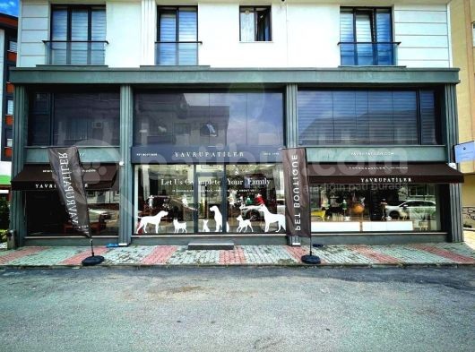 Irk Ve Sağlık Garantili Pomeranian Boo Yavrularımız görsel