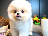 Yavru Patiler Farkı İle Pomeranian Boo Yavrularımız