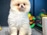 Yavru Patiler Farkı İle Pomeranian Boo Yavrularımız