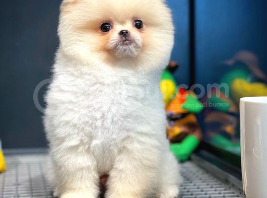 Yavru Patiler Farkı İle Pomeranian Boo Yavrularımız görsel
