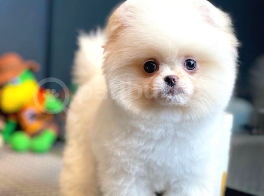 Yavru Patiler Farkı İle Pomeranian Boo Yavrularımız görsel