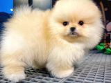 Irk Ve Sağlık Garantili Pomeranian Boo Yavrularımız